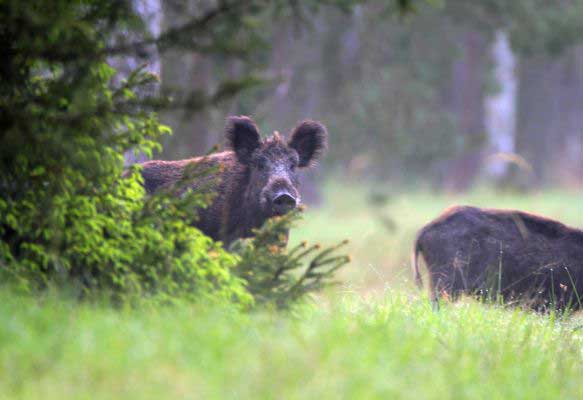 Wild boars (c) Theo Grüntjens